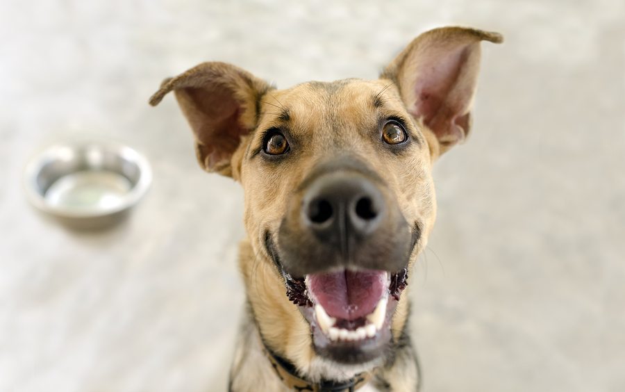bigstock Happy Dog Bowl 97654535 - How to Sign Up for Basic Dog Obedience Classes at Atlanta Humane Society