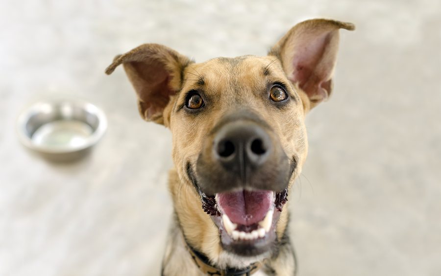 http://critter-sitters.com/wp-content/uploads/2016/08/bigstock-Happy-Dog-Bowl-97654535.jpg