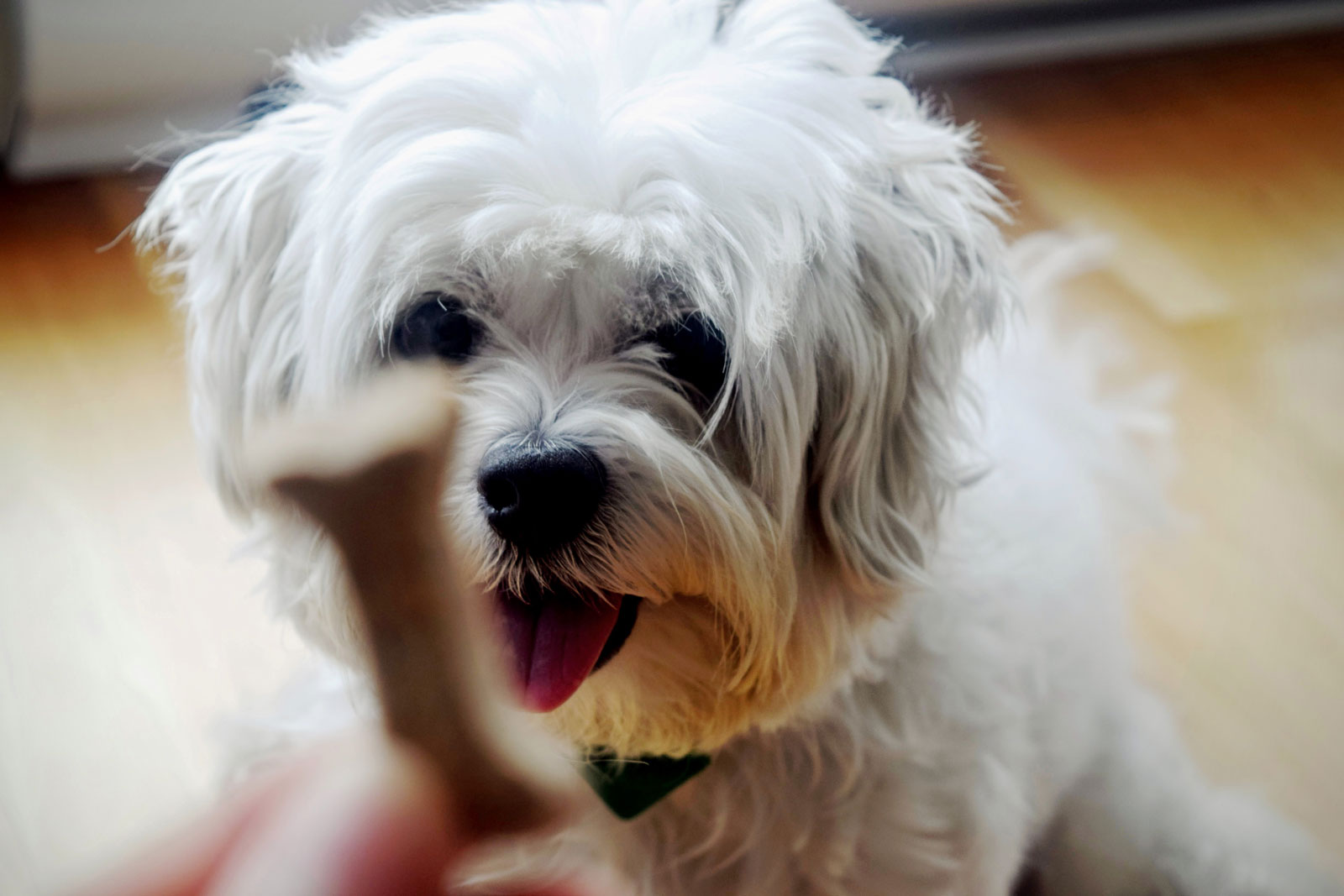 white dog - How to Sign Up for Basic Dog Obedience Classes at Atlanta Humane Society