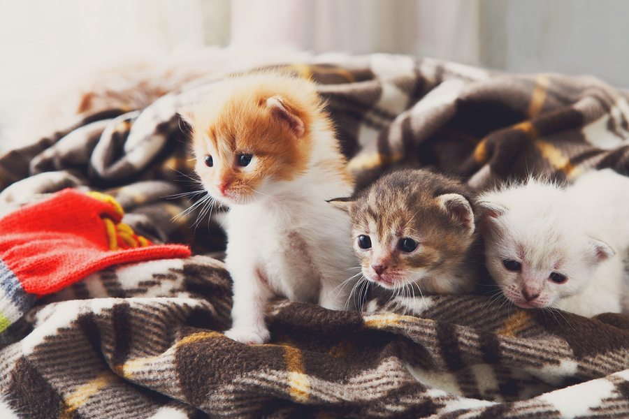 Atlanta humane society store kittens