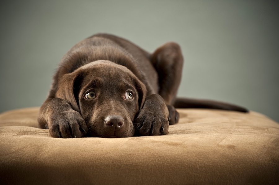 bigstock Puppy plugging its ears 7361073 1 - Christmas Dog Sitting in Atlanta