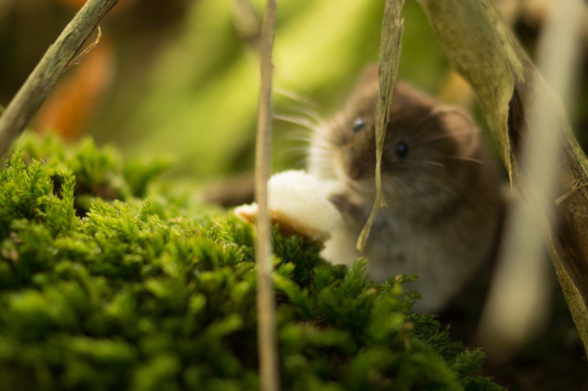 Hamster Care: What You Need To Know To Give Your Pet the Best Life