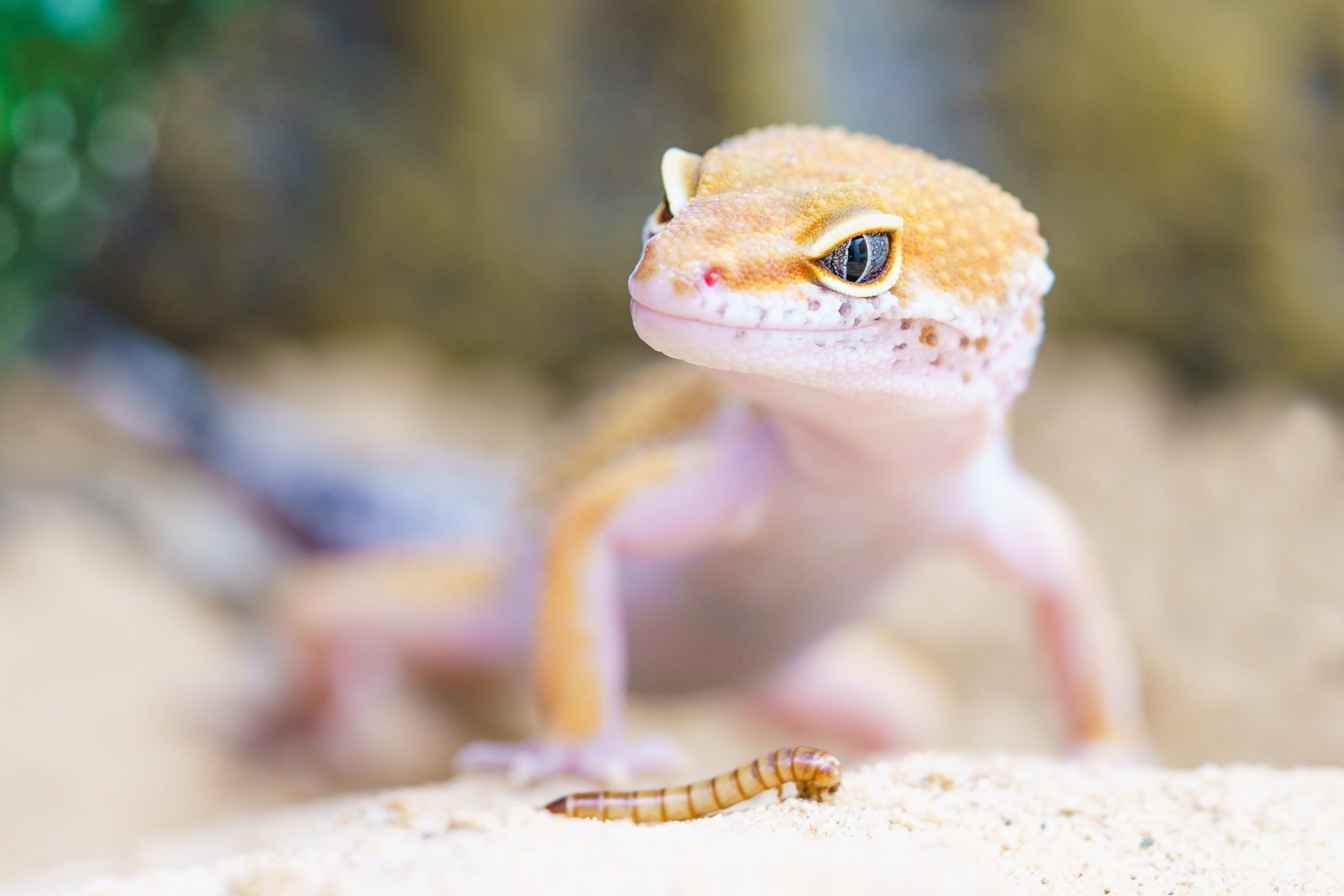 atlanta lizard sitters - What to Feed a Pet Lizard