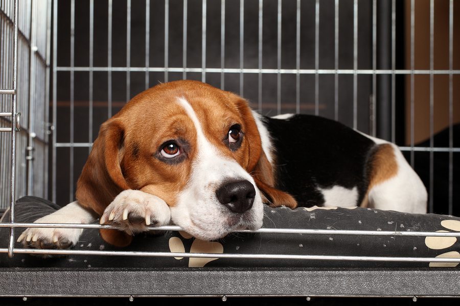 3 No Kill Animal Shelters And Pet Adoption Centers In Atlanta Ga