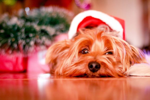 dog with santa hat