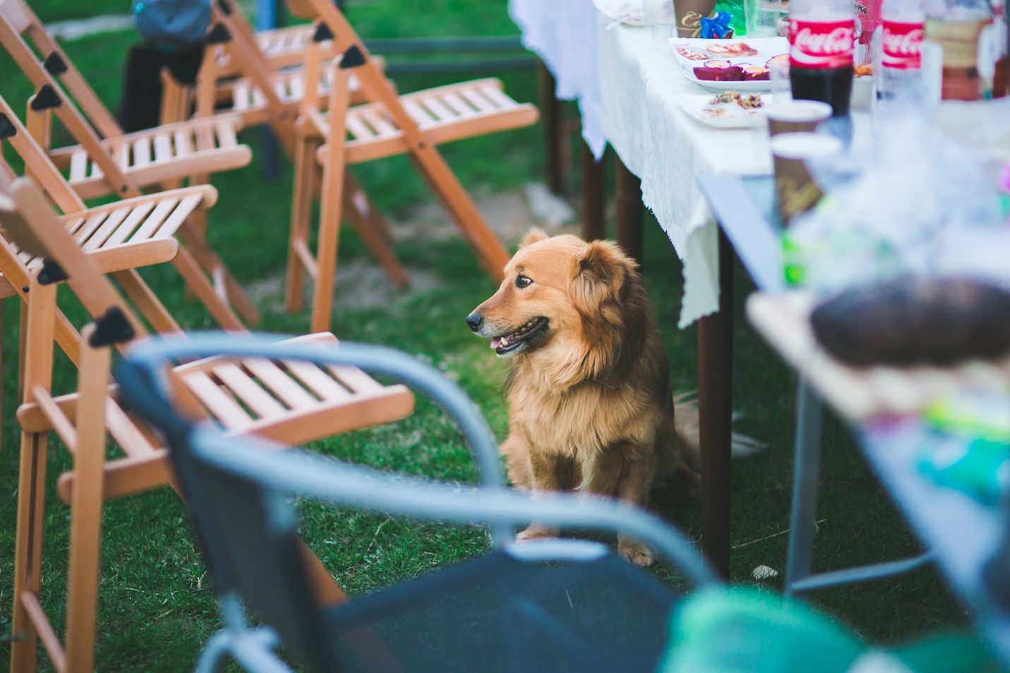 do restaurants allow dogs