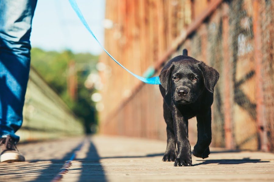 5 dog walking tips everyone should know