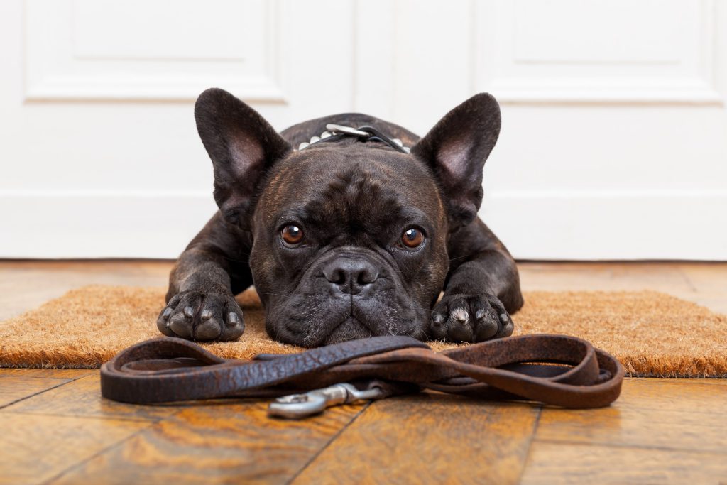 how-to-become-a-pet-sitter-or-dog-walker-in-atlanta-ga