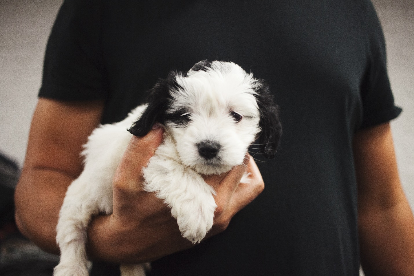 Pet Sitters for Puppies in Atlanta, GA