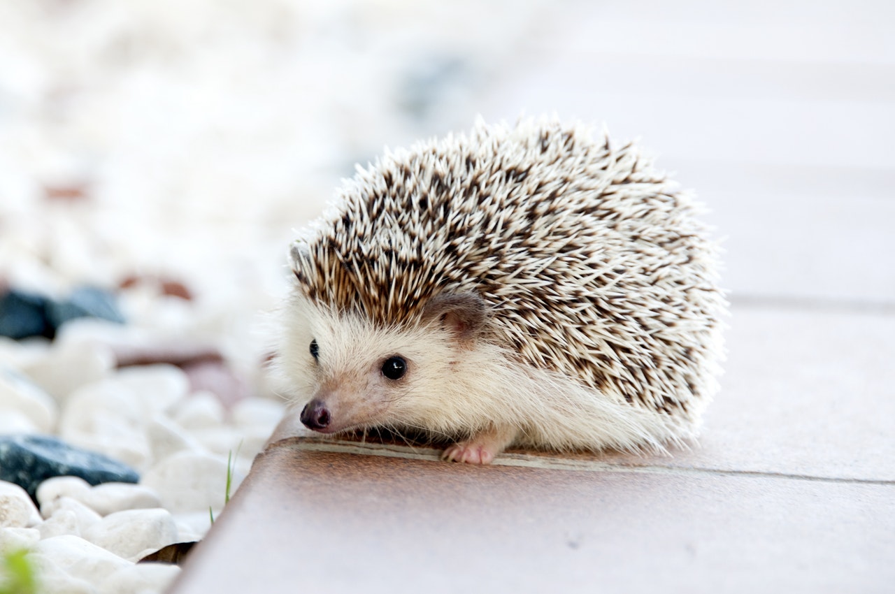 Atlanta Hedgehog Sitting Services