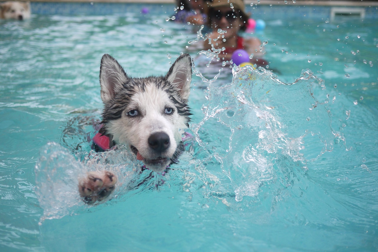 best places for dogs to swim near me