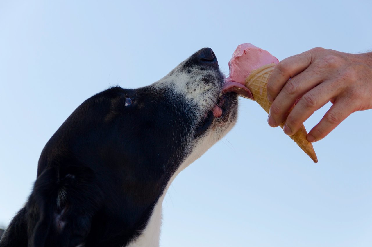 is it ok to give puppies ice cream